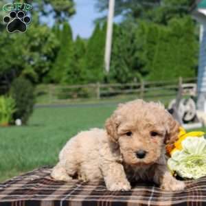 Braylen, Mini Goldendoodle Puppy